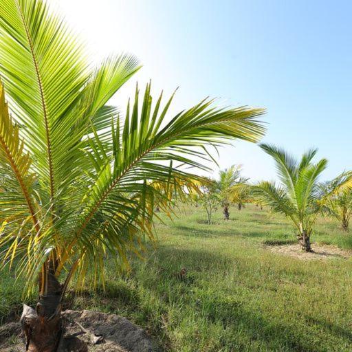 فندق Kayjay Palms Passikudah المظهر الخارجي الصورة
